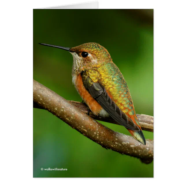 Beautiful Rufous Hummingbird on Twining Vines