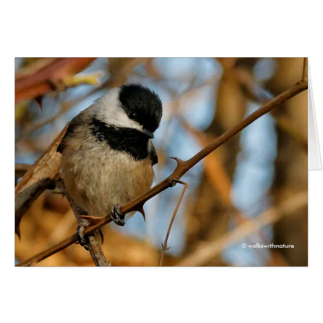 Cute Hopeful Black-Capped Chickadee Songbird