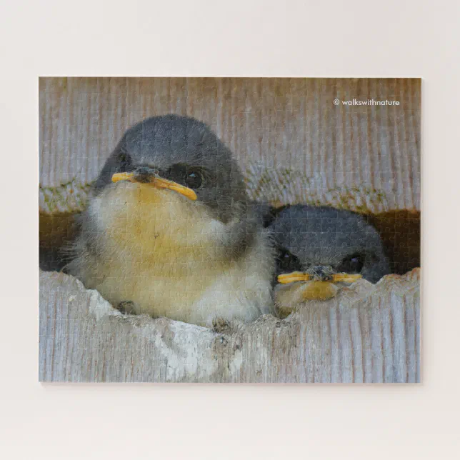 Cute Baby Tree Swallows Looking at Big Wide World Jigsaw Puzzle