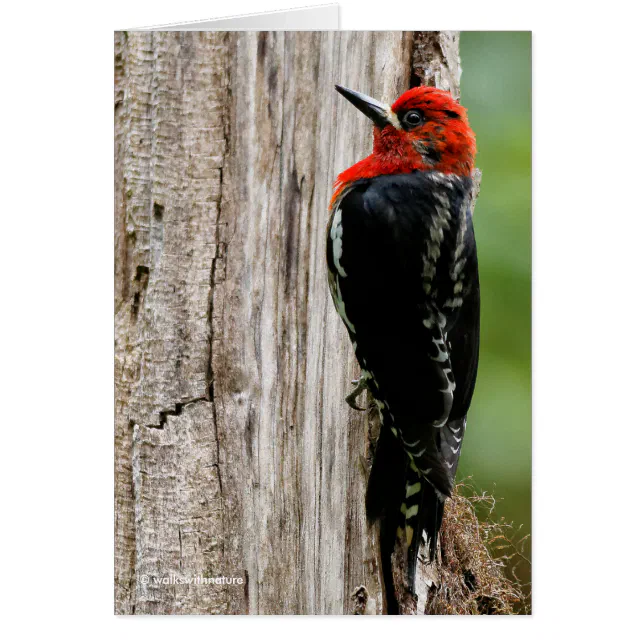 Meeting a Red-Breasted Sapsucker