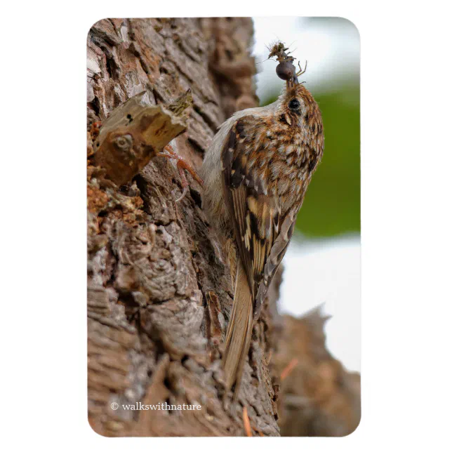 American Treecreeper with Bug Magnet