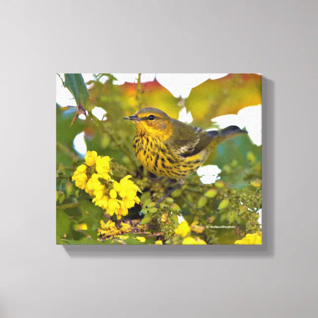 Cape May Warbler with Flowering Mahonia Canvas Print