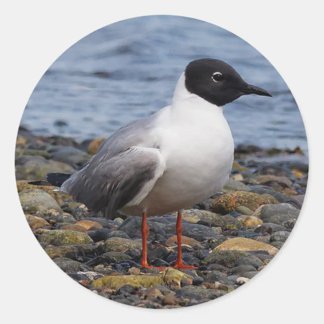 Bonaparte's Gull at the Beach Classic Round Sticker