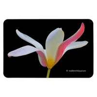 Elegant Lady Tulip White Pink Flowers Magnet