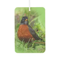 Curious American Robin Songbird in the Grass Car Air Freshener