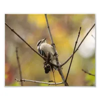 Downy Woodpecker Grasps Branch Photo Enlargement