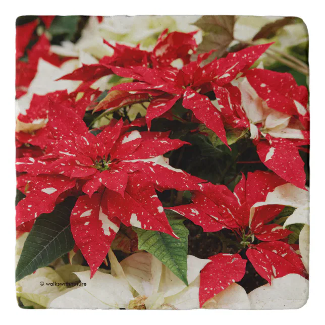 Festive Red White Floral Poinsettia Flowers Trivet