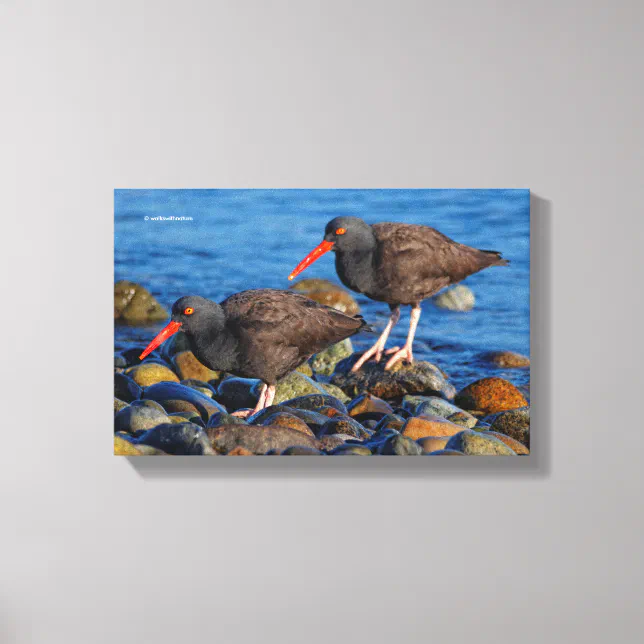 Black Oystercatcher See, Black Oystercatcher Do Canvas Print