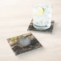 Chubby White-Crowned Sparrow in the Winter Sun Glass Coaster