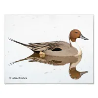 Reflections of a Northern Pintail Duck Photo Print