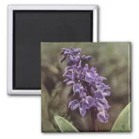 Wildflower: Early Purple Orchids Magnet