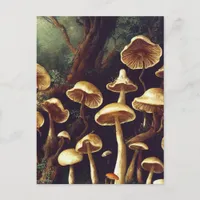 Vintage Mushrooms Postcard