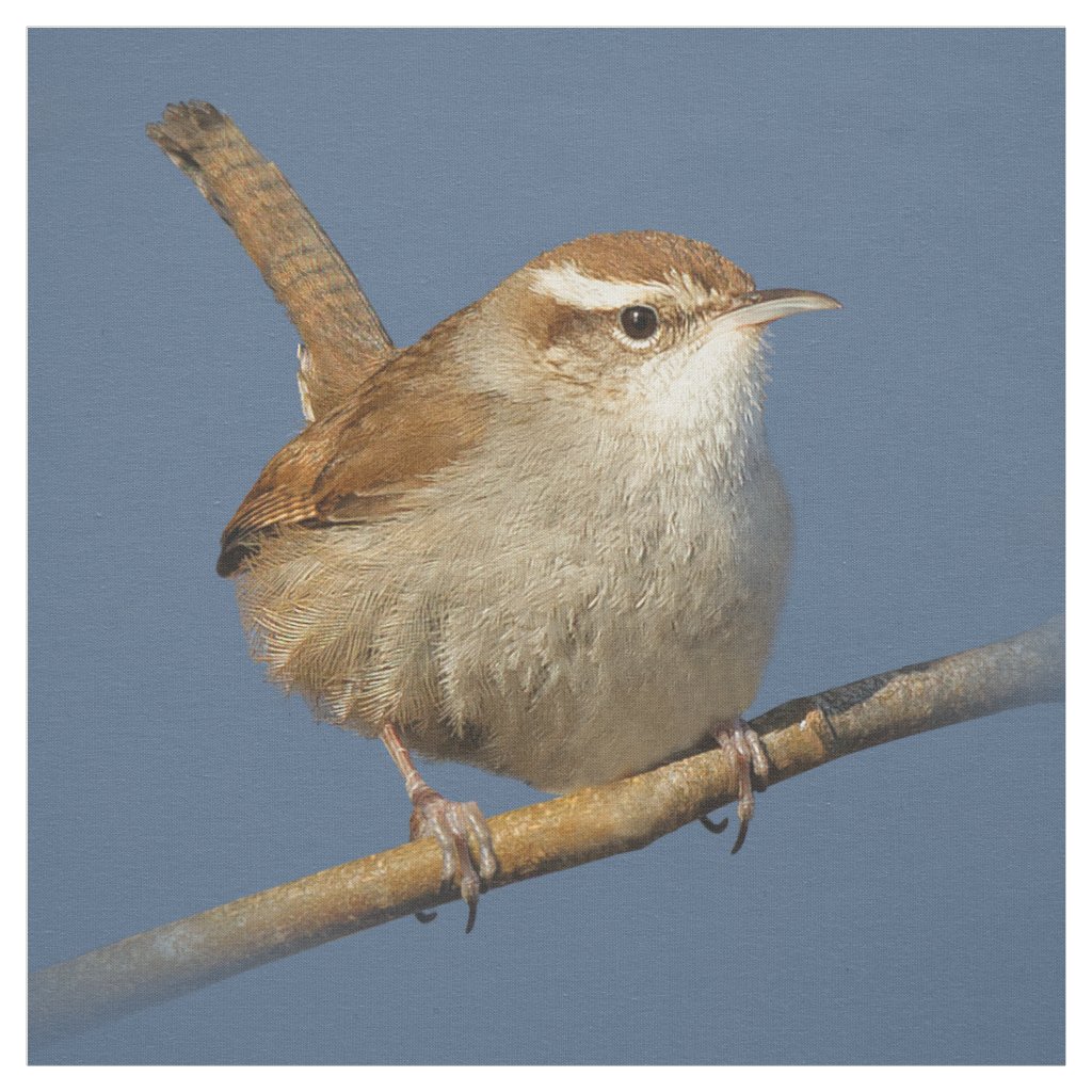 A Curious Bewick's Wren in the Tree Fabric