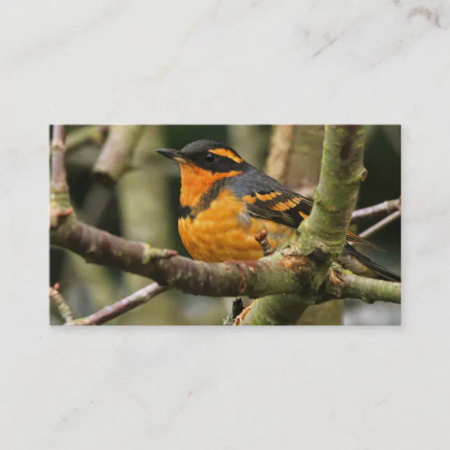 A Stunned But Safe Beautiful Varied Thrush Business Card