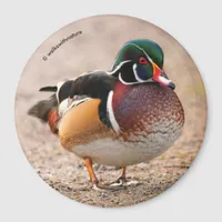 Wood Duck on Gravel Magnet