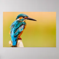 Kingfisher Bird Wildlife Closeup Photograph Poster