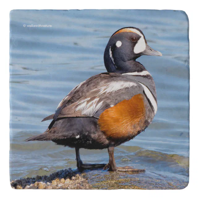 Beautiful Harlequin Duck on the Rock Trivet