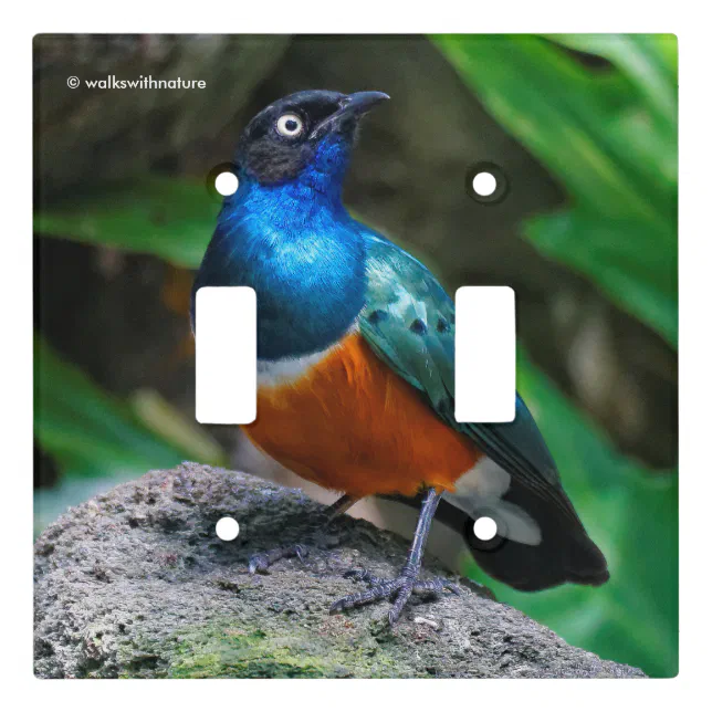 A Stunning African Superb Starling Songbird Light Switch Cover