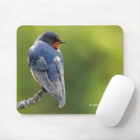 Beautiful Barn Swallow Songbird on a Branch Mouse Pad