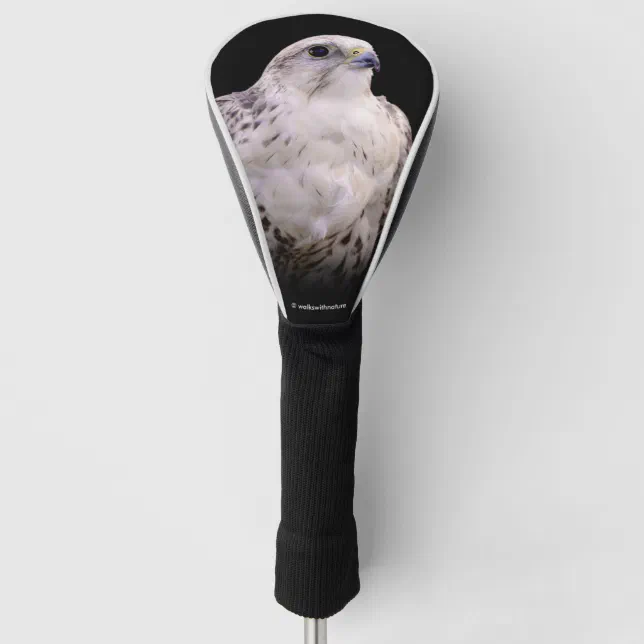 Vignetted Portrait of an Inquisitive Saker Falcon Golf Head Cover