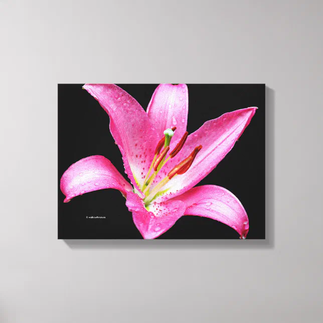 Elegant Pink Oriental Lily Lilium Stargazer Flower Canvas Print