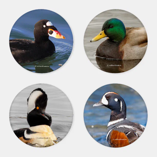 A Stunning Quartet of Colorful Ducks (III) Coaster Set