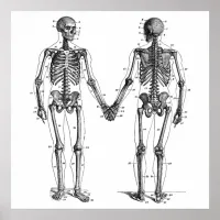 Vintage Skeletons Diagram with Numbered Bones Poster