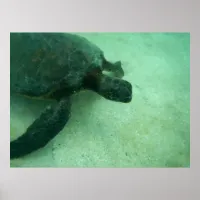 Hawaiian Green Sea Turtle Poster