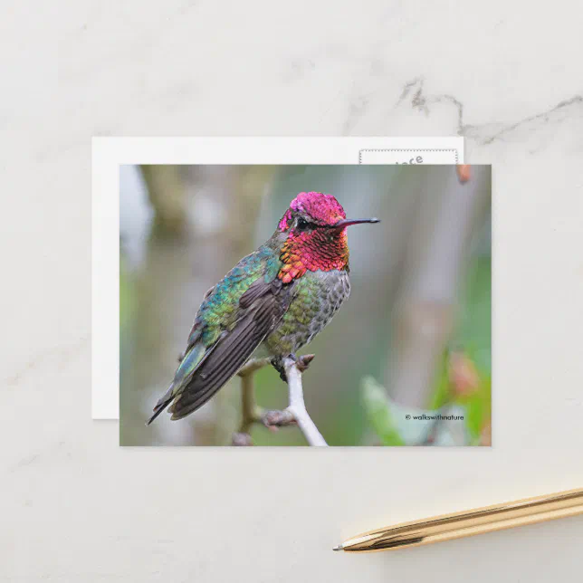 Stunning Anna's Hummingbird on Branch Postcard