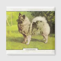 Keeshond Magnet