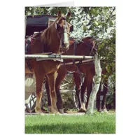 Amish Horses at the Hitching Post Around Apples