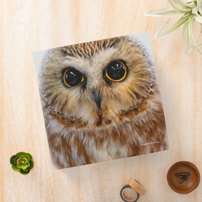 Cute Northern Saw Whet Owl 3 Ring Binder