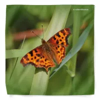 Beautiful Orange Satyr Comma Butterfly Bandana