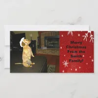 Sitting Pretty Dachshund Christmas Photo Card