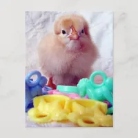 Baby Chick Postcard