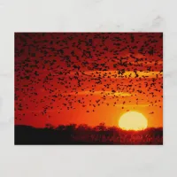 Twilight Soar of Blackbirds at Quivira Postcard