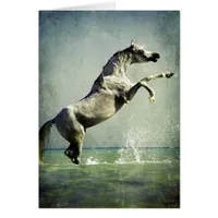 Arabian Horse in Water