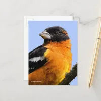 Beautiful Black-Headed Grosbeak Songbird in Tree Postcard