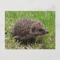 Whiskered Wanderer: White-breasted hedgehog Postcard