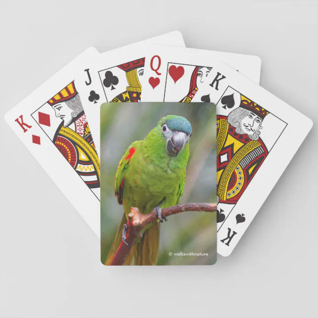 Cute Hahn's Mini Red-Shouldered Macaw on Branch Poker Cards