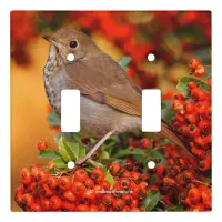 Hermit Thrush Songbird on Scarlet Firethorn Light Switch Cover