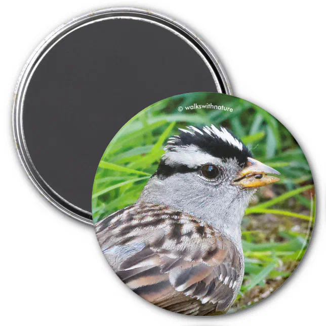 Beautiful White-Crowned Sparrow in the Grass Magnet