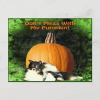 Dog Protecting Large Pumpkin Postcard