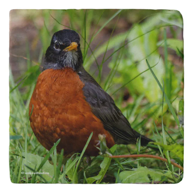 A Curious and Hopeful American Robin Trivet