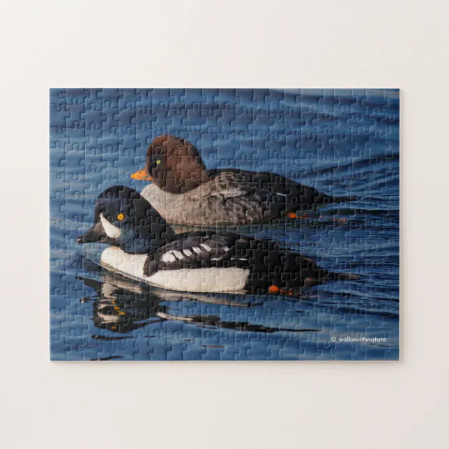 Barrow's Goldeneye Ducks at Stanley Park Seawall Jigsaw Puzzle