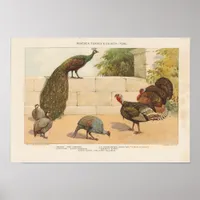 Peacock,Turkey, ang Guinea-Fowl Poster