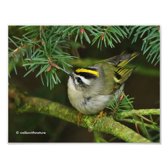 Cute Kinglet Songbird Causes Stir in the Fir Photo Print