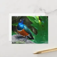 African Superb Starling Songbird Postcard