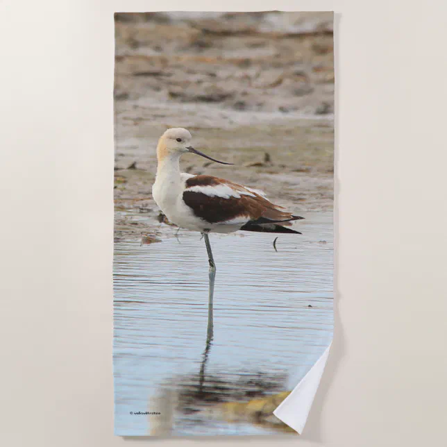 Stunning American Avocet Wading Bird at the Beach Beach Towel