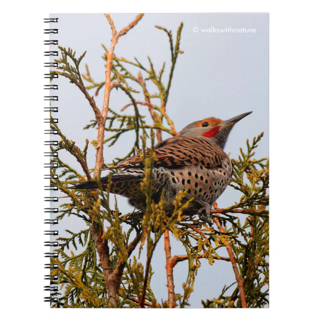 Male Red-Shafted Northern Flicker in a Tree Notebook